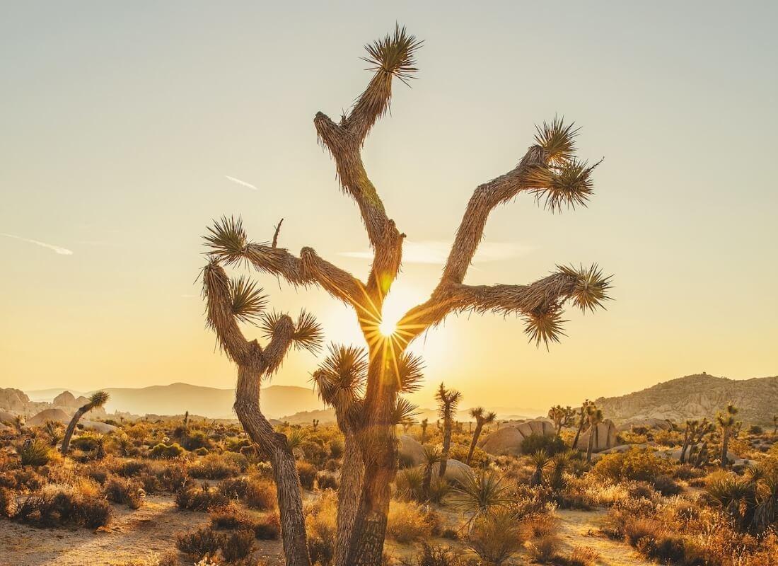 Desert landscape in Joshua Tree, CA